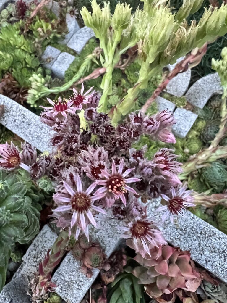 Gartentor Empfangsbereich Steingarten Naturkunde Hexengarten Angela Dangl