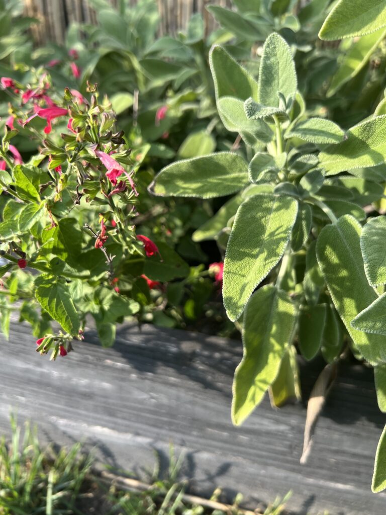 Kräutergarten Naturkunde Hexengarten Angela Dangl